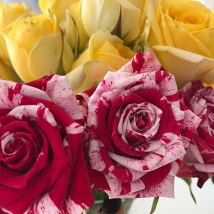 Meet your Posher, Alma